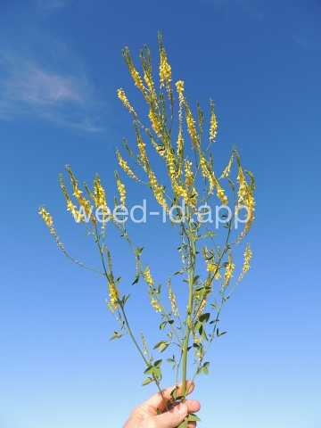 sweetclover, yellow